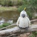 Cockatoo